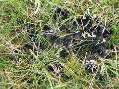 Agaricomycetes
