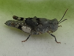 Oedipoda germanica