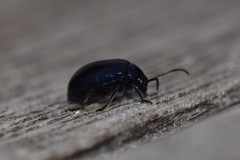 Agelastica alni