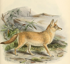 Pale Fox photo 4