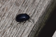 Agelastica alni