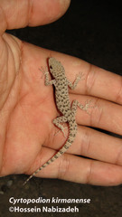 Cyrtopodion kirmanense