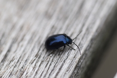 Agelastica alni