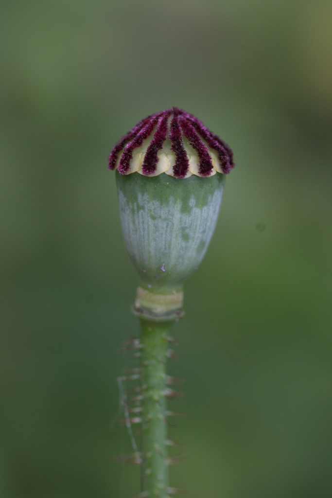 Oriental Poppy