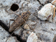 Xylotrechus