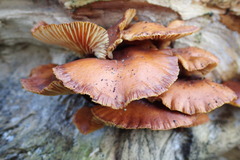 Agaricomycetes