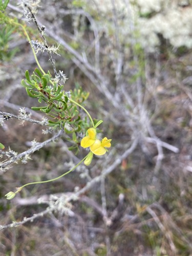 Image of Rhynchosia leucoscias by (c) Justin Ponder, some rights reserved (CC BY)
