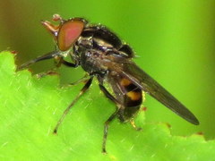 Rhingia nasica image