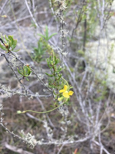 Image of Rhynchosia leucoscias by (c) Justin Ponder, some rights reserved (CC BY)