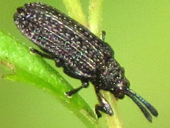 Microrhopala excavata