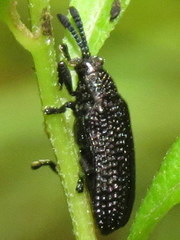 Microrhopala excavata