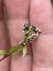 Iresine angustifolia