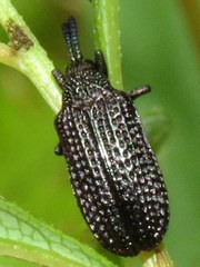 Microrhopala excavata