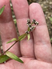 Iresine angustifolia