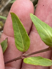 Iresine angustifolia