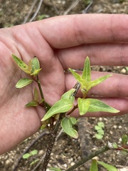 Iresine angustifolia