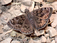 Erynnis martialis