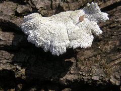 Schizophyllum commune