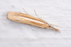 Agriphila selasella