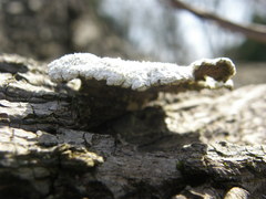 Schizophyllum commune