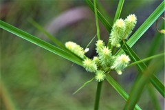 Cyperus ovatus