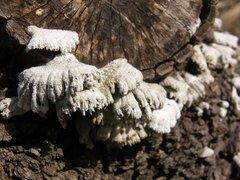 Schizophyllum commune