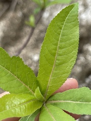 Bursera cerasiifolia