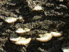 Polyporales
