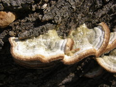 Polyporales