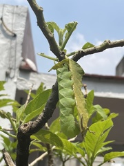 Sphingidae