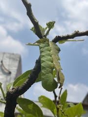 Sphingidae