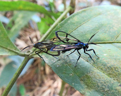Syntrichura virens