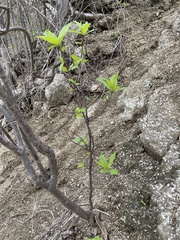 Bursera cerasiifolia