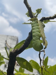Sphingidae
