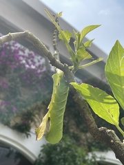 Sphingidae