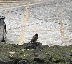 Haemorhous mexicanus