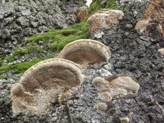 Polyporales