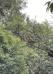 Haemorhous mexicanus