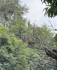 Haemorhous mexicanus