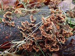 Polyporales