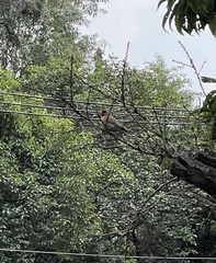 Haemorhous mexicanus