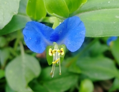 Commelina