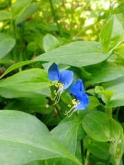 Commelina