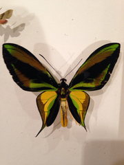 Ornithoptera paradisea