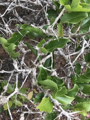 Flacourtia indica