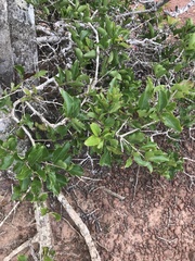 Flacourtia indica