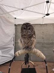 Strix