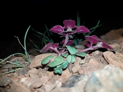 Acanthomintha lanceolata