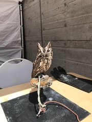Strix