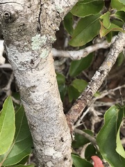 Flacourtia indica